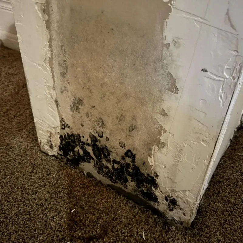 Professional Mold Removal in Eagan, MN